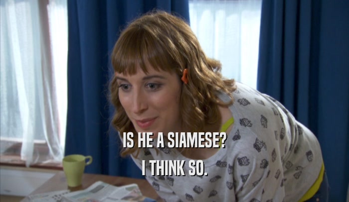 IS HE A SIAMESE? I THINK SO. 