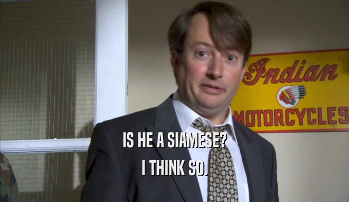 IS HE A SIAMESE? I THINK SO. 
