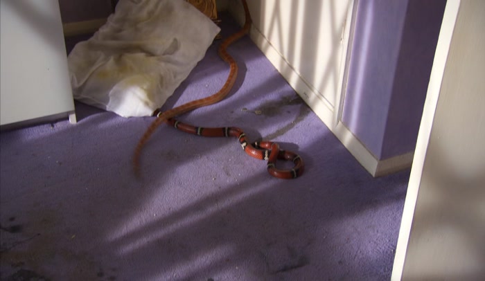 FOR SNAKES.  