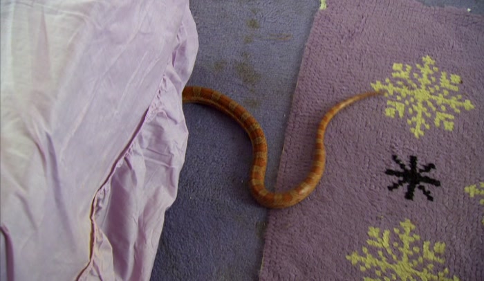 HANS, IT'S A SNAKE!  