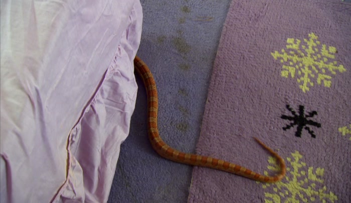 YEAH, THERE ARE SNAKES.  