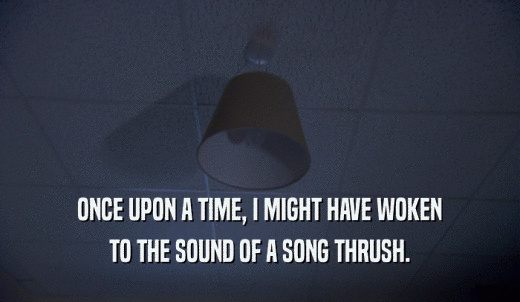 ONCE UPON A TIME, I MIGHT HAVE WOKEN TO THE SOUND OF A SONG THRUSH. 