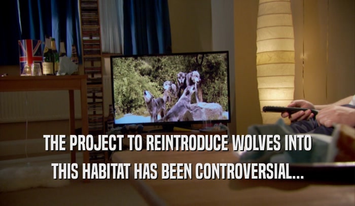 THE PROJECT TO REINTRODUCE WOLVES INTO THIS HABITAT HAS BEEN CONTROVERSIAL... 