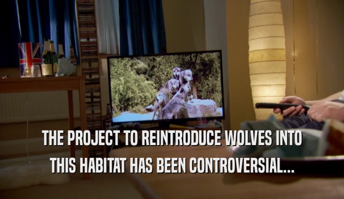 THE PROJECT TO REINTRODUCE WOLVES INTO THIS HABITAT HAS BEEN CONTROVERSIAL... 
