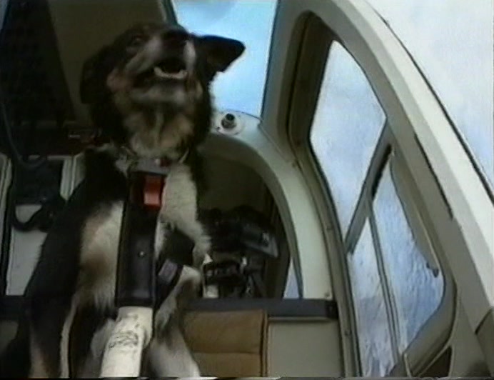 BY SHEER BRILLIANCE, THE SHEPHERD/DOG TEAM ALSO MANAGED TO AVOID AN OLD WOMAN UP A STICK. 
