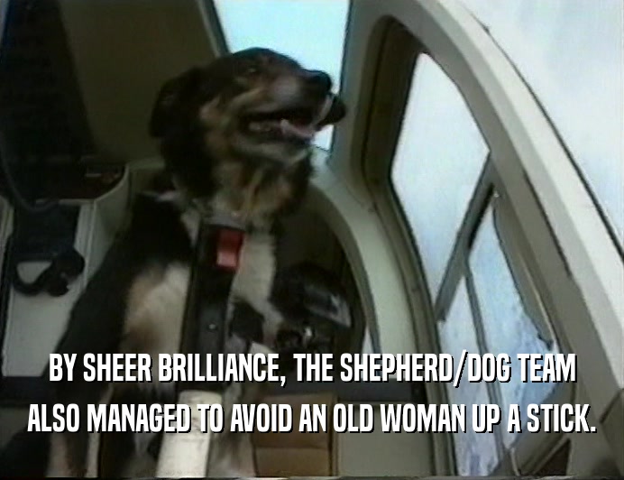 BY SHEER BRILLIANCE, THE SHEPHERD/DOG TEAM
 ALSO MANAGED TO AVOID AN OLD WOMAN UP A STICK.
 