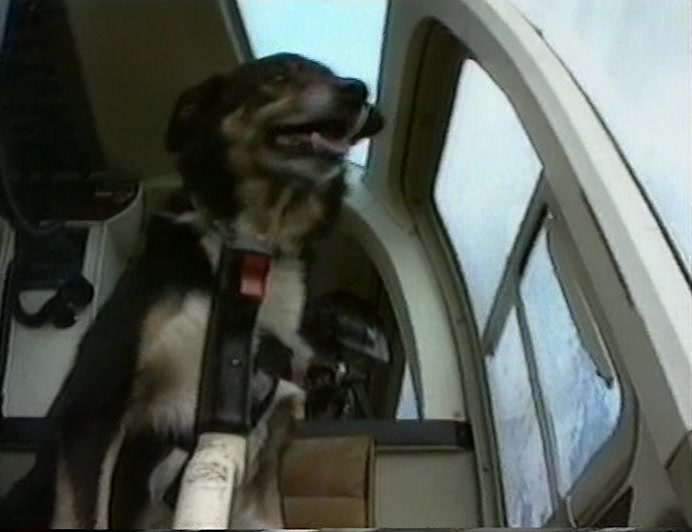 BY SHEER BRILLIANCE, THE SHEPHERD/DOG TEAM ALSO MANAGED TO AVOID AN OLD WOMAN UP A STICK. 