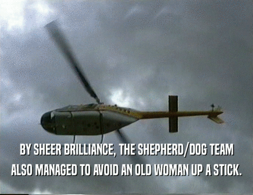 BY SHEER BRILLIANCE, THE SHEPHERD/DOG TEAM
 ALSO MANAGED TO AVOID AN OLD WOMAN UP A STICK.
 