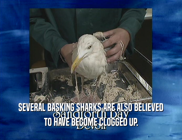 SEVERAL BASKING SHARKS ARE ALSO BELIEVED TO HAVE BECOME CLOGGED UP. 
