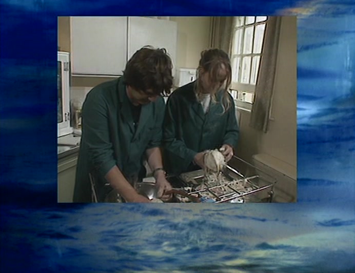 ANOTHER PASTA SLICK HAS WASHED UP IN DEVON, THREATENING GULLS, TERNS AND STARFISH. 