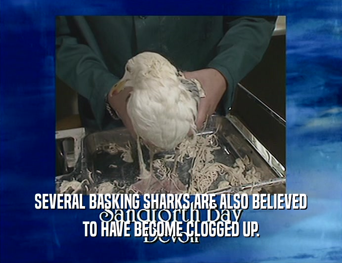 SEVERAL BASKING SHARKS ARE ALSO BELIEVED
 TO HAVE BECOME CLOGGED UP.
 