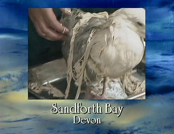 THESE BIRDS WERE AMONG OVER 1,000 FOUND DRENCHED IN LINGUINI NEAR EXMOUTH TODAY. 
