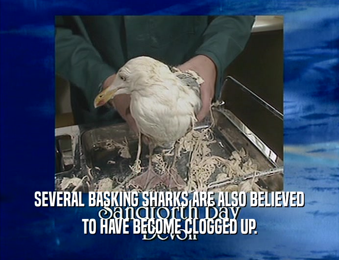 SEVERAL BASKING SHARKS ARE ALSO BELIEVED TO HAVE BECOME CLOGGED UP. 