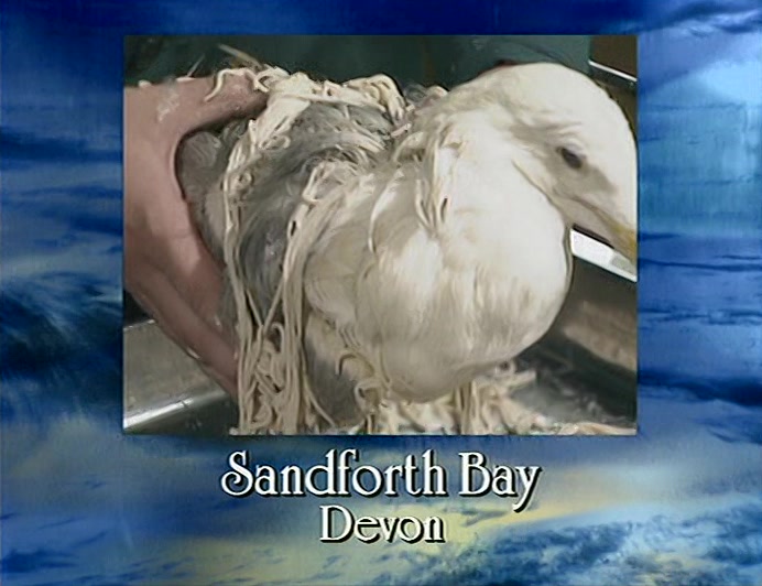 THESE BIRDS WERE AMONG OVER 1,000 FOUND DRENCHED IN LINGUINI NEAR EXMOUTH TODAY. 