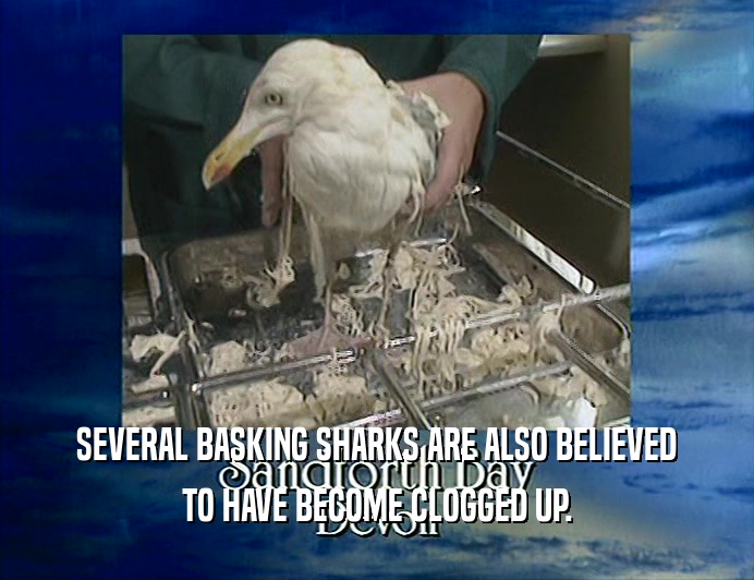 SEVERAL BASKING SHARKS ARE ALSO BELIEVED TO HAVE BECOME CLOGGED UP. 