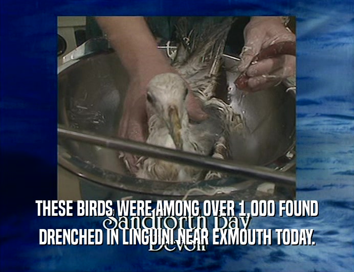 THESE BIRDS WERE AMONG OVER 1,000 FOUND
 DRENCHED IN LINGUINI NEAR EXMOUTH TODAY.
 