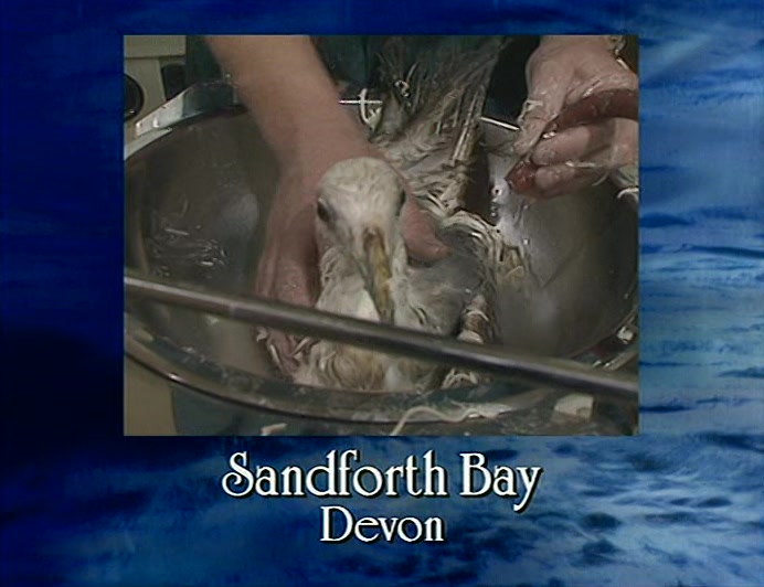 THESE BIRDS WERE AMONG OVER 1,000 FOUND DRENCHED IN LINGUINI NEAR EXMOUTH TODAY. 