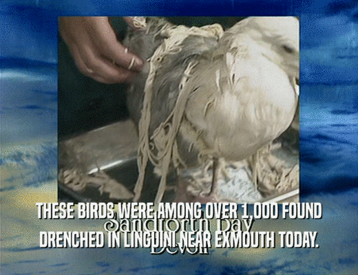 THESE BIRDS WERE AMONG OVER 1,000 FOUND
 DRENCHED IN LINGUINI NEAR EXMOUTH TODAY.
 