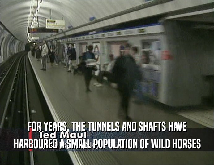 FOR YEARS, THE TUNNELS AND SHAFTS HAVE HARBOURED A SMALL POPULATION OF WILD HORSES 