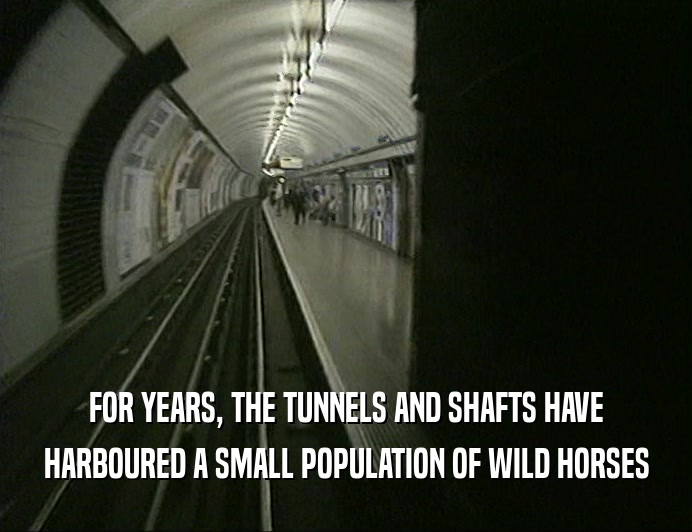 FOR YEARS, THE TUNNELS AND SHAFTS HAVE HARBOURED A SMALL POPULATION OF WILD HORSES 