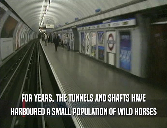 FOR YEARS, THE TUNNELS AND SHAFTS HAVE HARBOURED A SMALL POPULATION OF WILD HORSES 