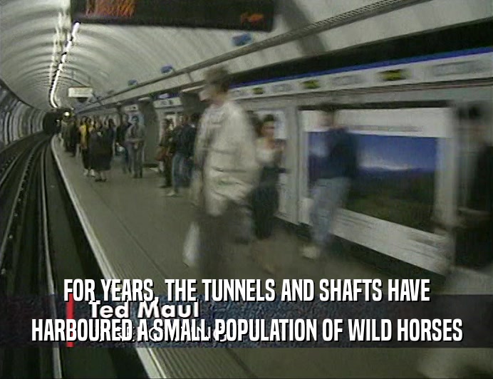 FOR YEARS, THE TUNNELS AND SHAFTS HAVE HARBOURED A SMALL POPULATION OF WILD HORSES 