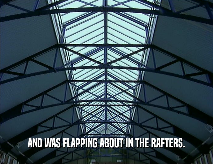 AND WAS FLAPPING ABOUT IN THE RAFTERS.
  