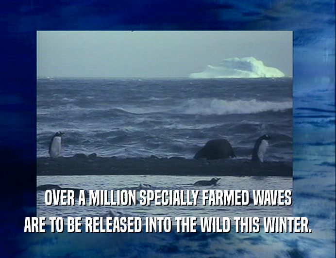 OVER A MILLION SPECIALLY FARMED WAVES ARE TO BE RELEASED INTO THE WILD THIS WINTER. 