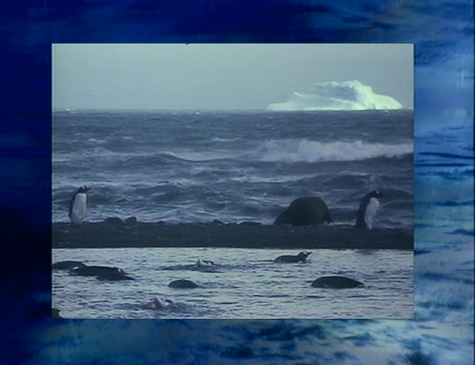 OVER A MILLION SPECIALLY FARMED WAVES ARE TO BE RELEASED INTO THE WILD THIS WINTER. 