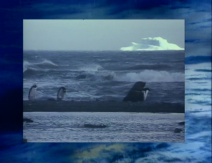 AN INTERNATIONAL BAN ON THE HUNTING OF WAVES HAS FINALLY BEEN INTRODUCED. 