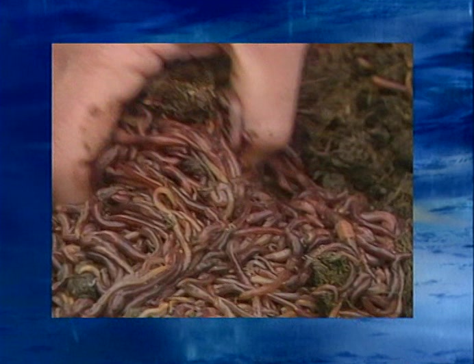 MAN HAS FINALLY HARNESSED THE COOLING POWER OF WORMS TO DRIVE A FRIDGE. 