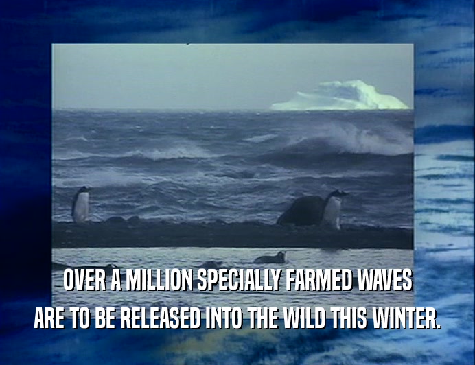OVER A MILLION SPECIALLY FARMED WAVES ARE TO BE RELEASED INTO THE WILD THIS WINTER. 