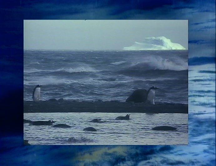 OVER A MILLION SPECIALLY FARMED WAVES ARE TO BE RELEASED INTO THE WILD THIS WINTER. 