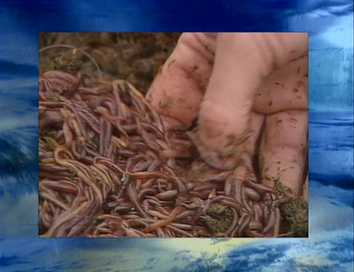 MAN HAS FINALLY HARNESSED THE COOLING POWER OF WORMS TO DRIVE A FRIDGE. 