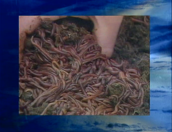 MAN HAS FINALLY HARNESSED THE COOLING POWER OF WORMS TO DRIVE A FRIDGE. 