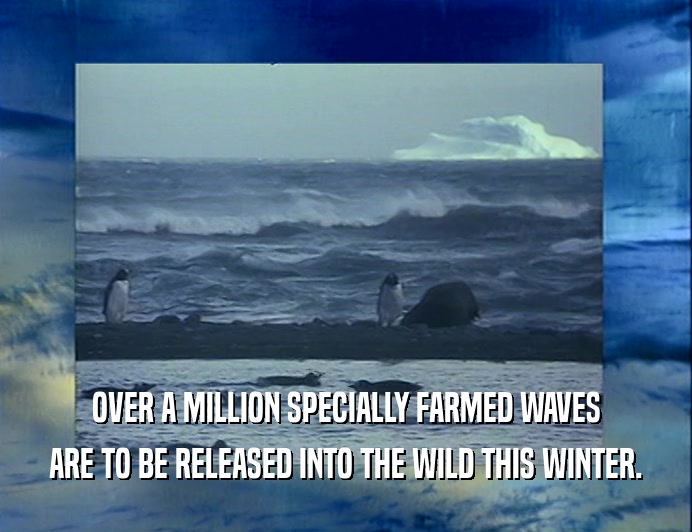 OVER A MILLION SPECIALLY FARMED WAVES ARE TO BE RELEASED INTO THE WILD THIS WINTER. 