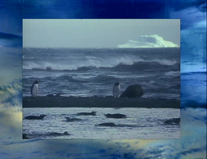OVER A MILLION SPECIALLY FARMED WAVES ARE TO BE RELEASED INTO THE WILD THIS WINTER. 