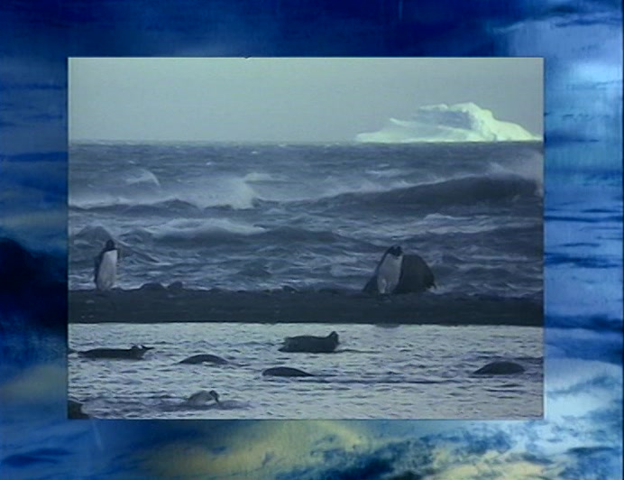 OVER A MILLION SPECIALLY FARMED WAVES ARE TO BE RELEASED INTO THE WILD THIS WINTER. 