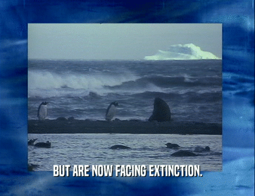 BUT ARE NOW FACING EXTINCTION.
  