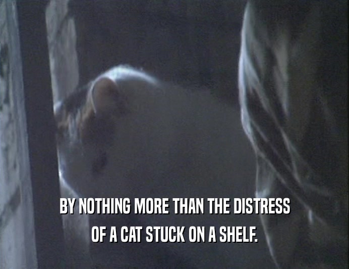 BY NOTHING MORE THAN THE DISTRESS OF A CAT STUCK ON A SHELF. 
