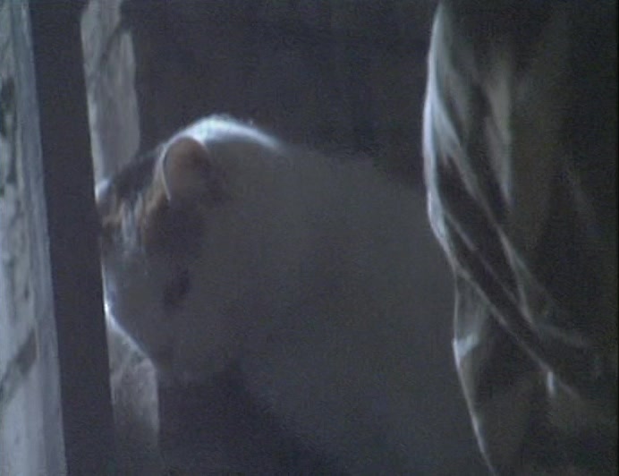 BY NOTHING MORE THAN THE DISTRESS OF A CAT STUCK ON A SHELF. 