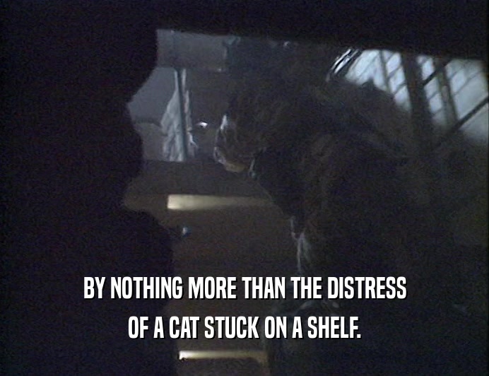 BY NOTHING MORE THAN THE DISTRESS OF A CAT STUCK ON A SHELF. 