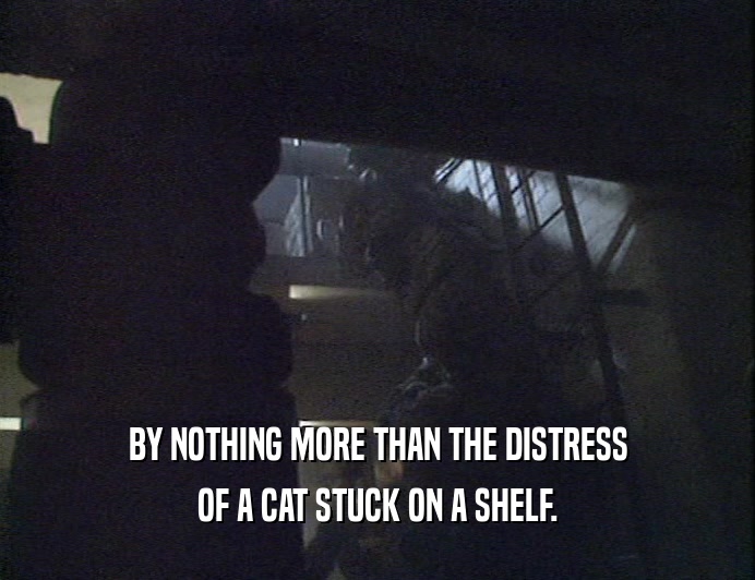 BY NOTHING MORE THAN THE DISTRESS OF A CAT STUCK ON A SHELF. 