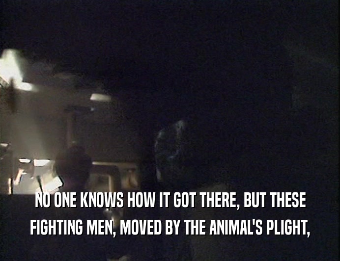 NO ONE KNOWS HOW IT GOT THERE, BUT THESE
 FIGHTING MEN, MOVED BY THE ANIMAL'S PLIGHT,
 