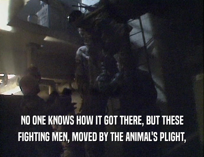 NO ONE KNOWS HOW IT GOT THERE, BUT THESE
 FIGHTING MEN, MOVED BY THE ANIMAL'S PLIGHT,
 