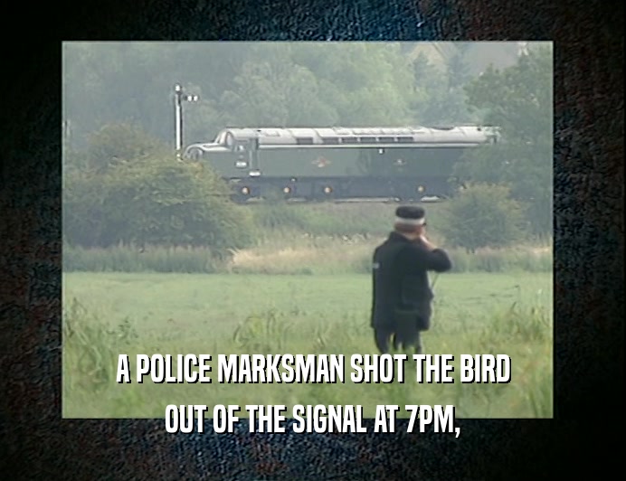 A POLICE MARKSMAN SHOT THE BIRD
 OUT OF THE SIGNAL AT 7PM,
 