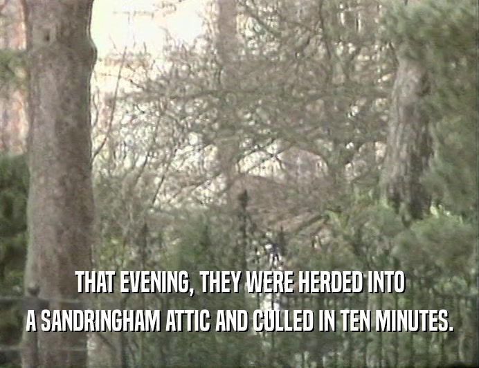 THAT EVENING, THEY WERE HERDED INTO
 A SANDRINGHAM ATTIC AND CULLED IN TEN MINUTES.
 