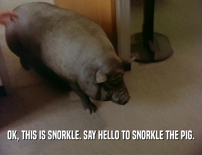 OK, THIS IS SNORKLE. SAY HELLO TO SNORKLE THE PIG.
  