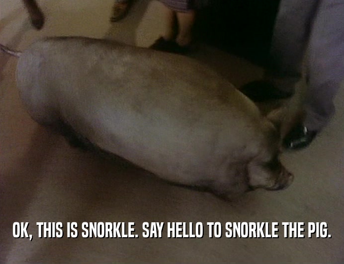 OK, THIS IS SNORKLE. SAY HELLO TO SNORKLE THE PIG.
  