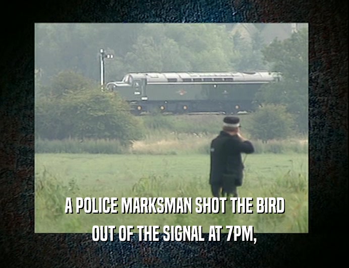 A POLICE MARKSMAN SHOT THE BIRD
 OUT OF THE SIGNAL AT 7PM,
 
